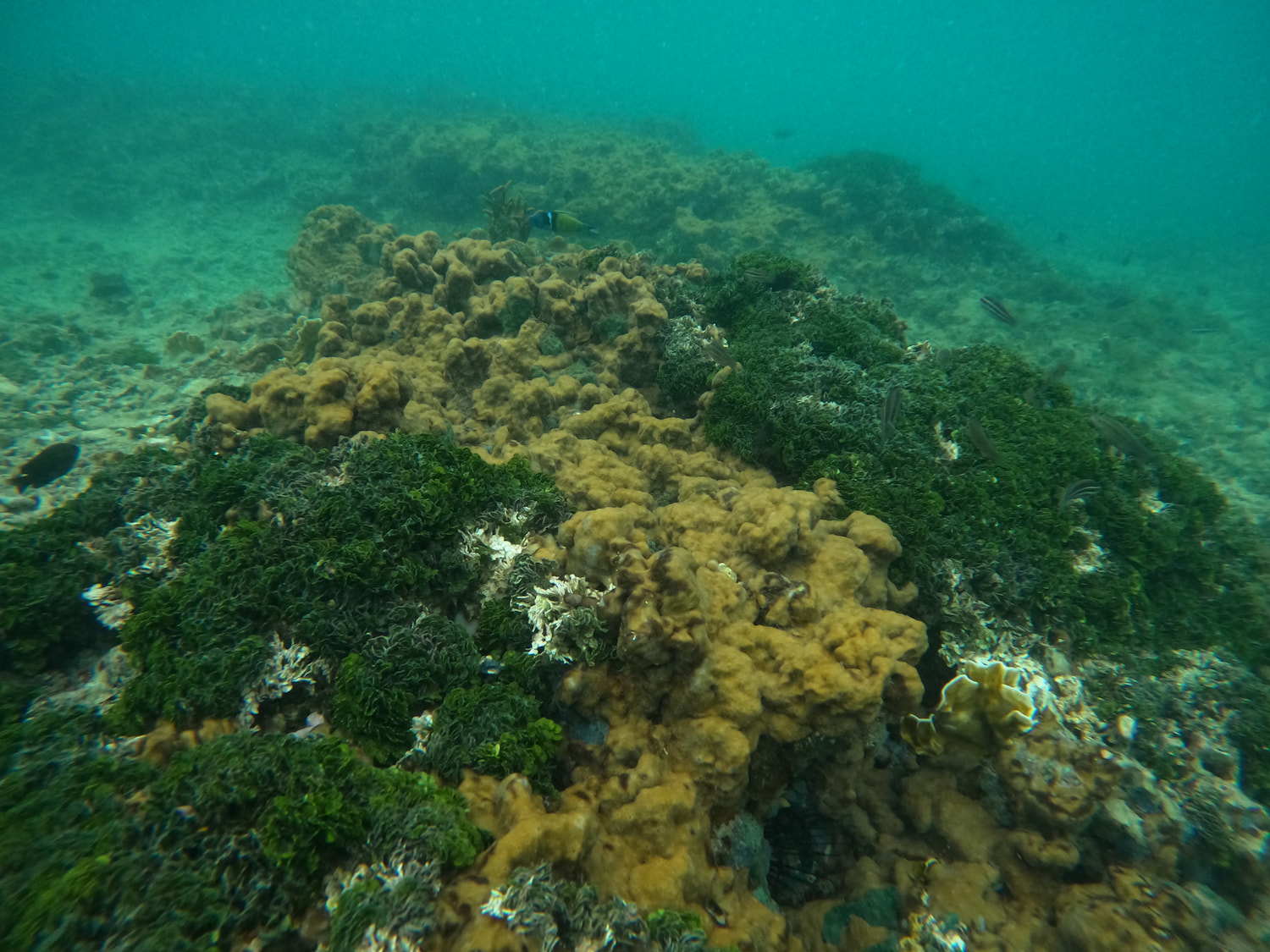 Arrecifes de coral 3